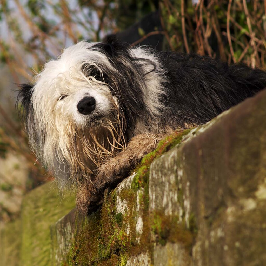 A bedraggled dog