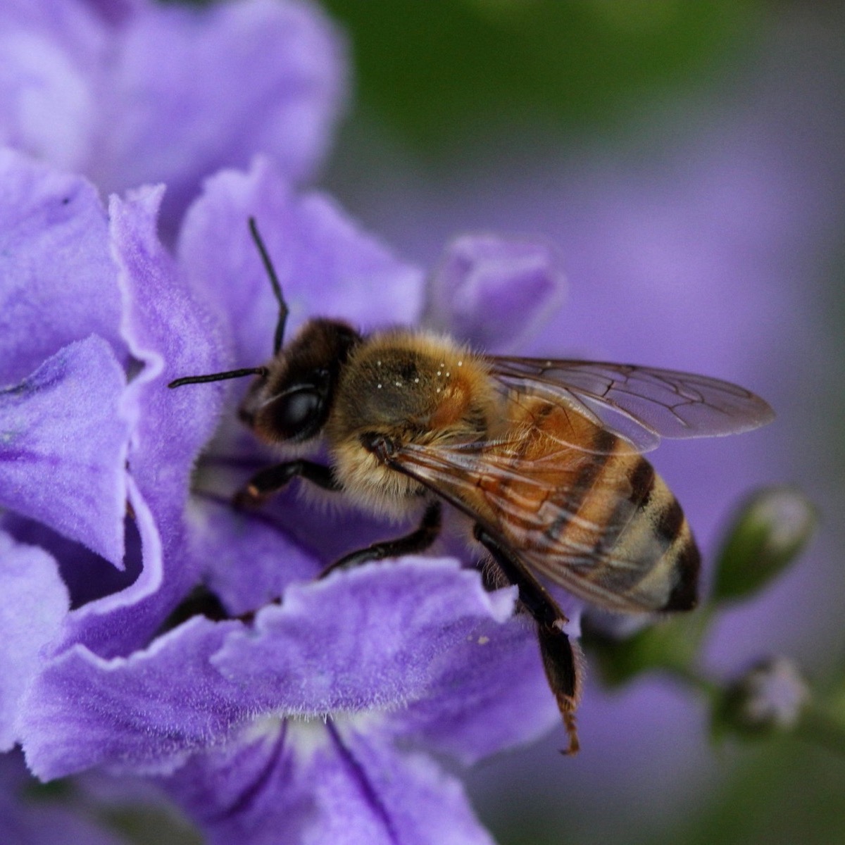 Photo of a bee.