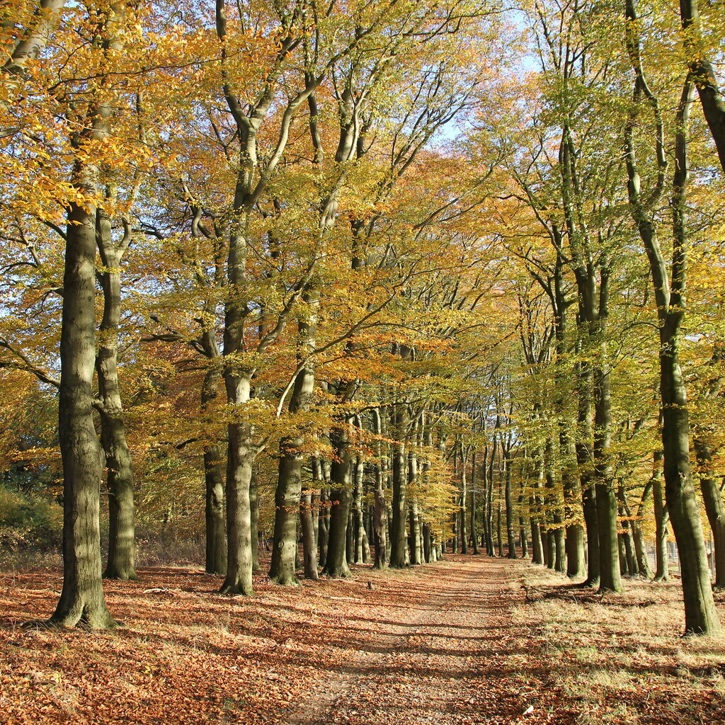 Photo of beech trees in a park