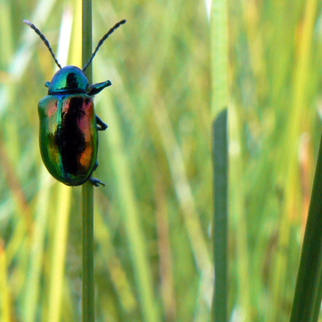 Photo of a beetle.
