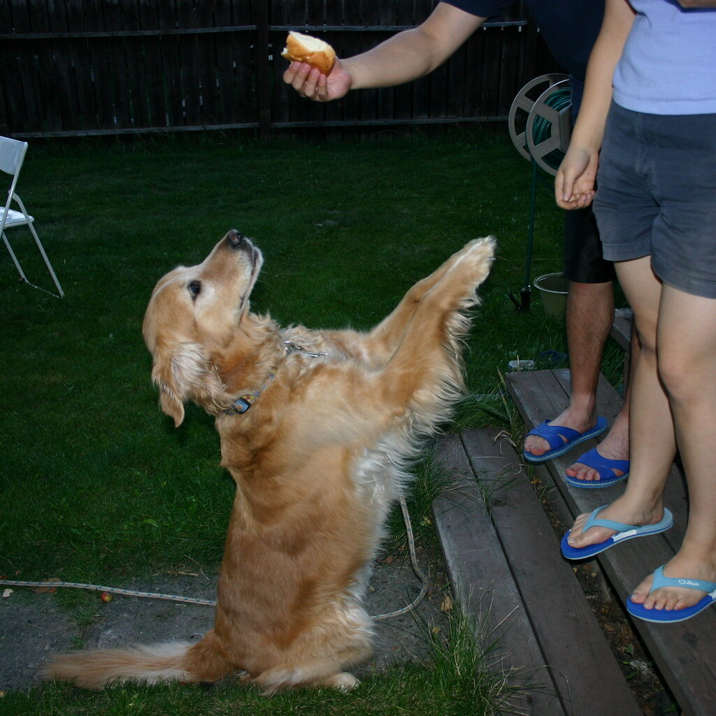 Dog  begging for food