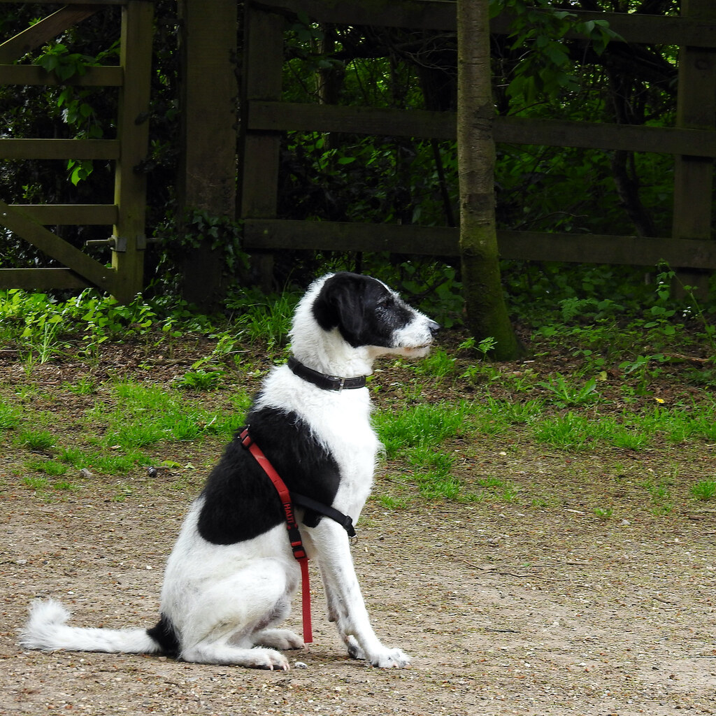 Photo of a well behaved dog