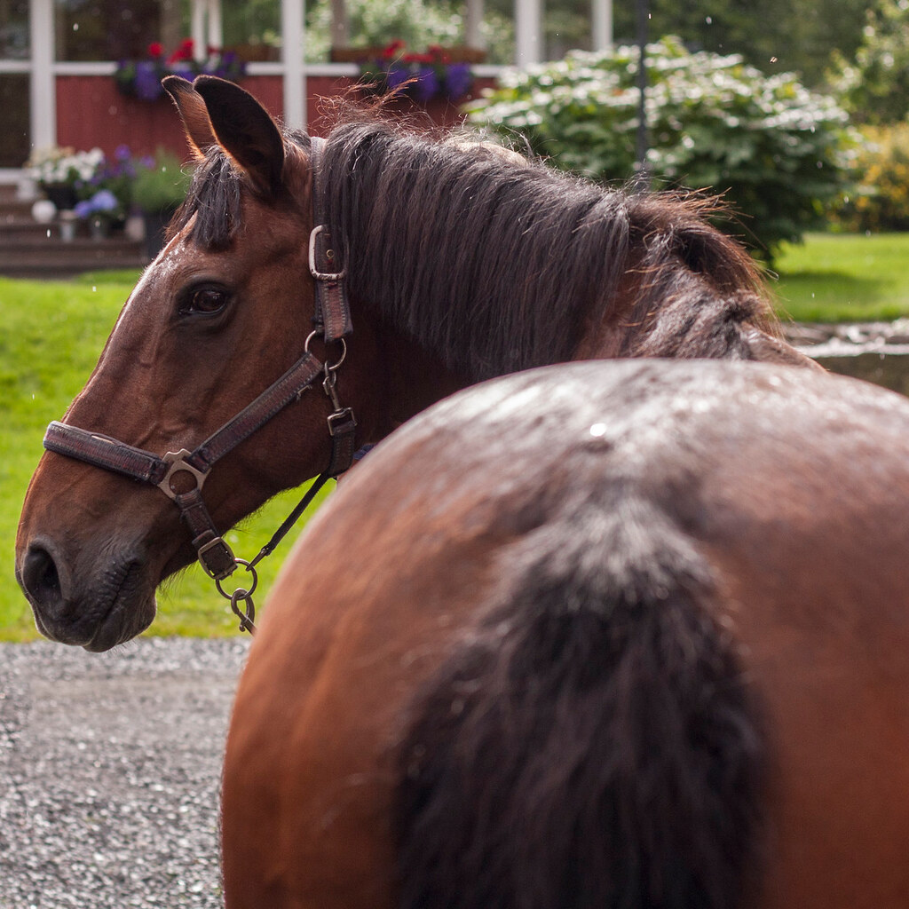 Photo of a horse from behind