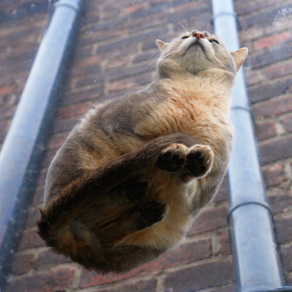 Photo of the underneath of a cat