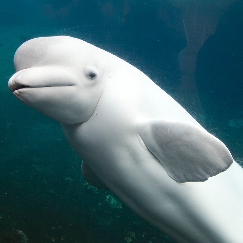 Photo of a beluga whale