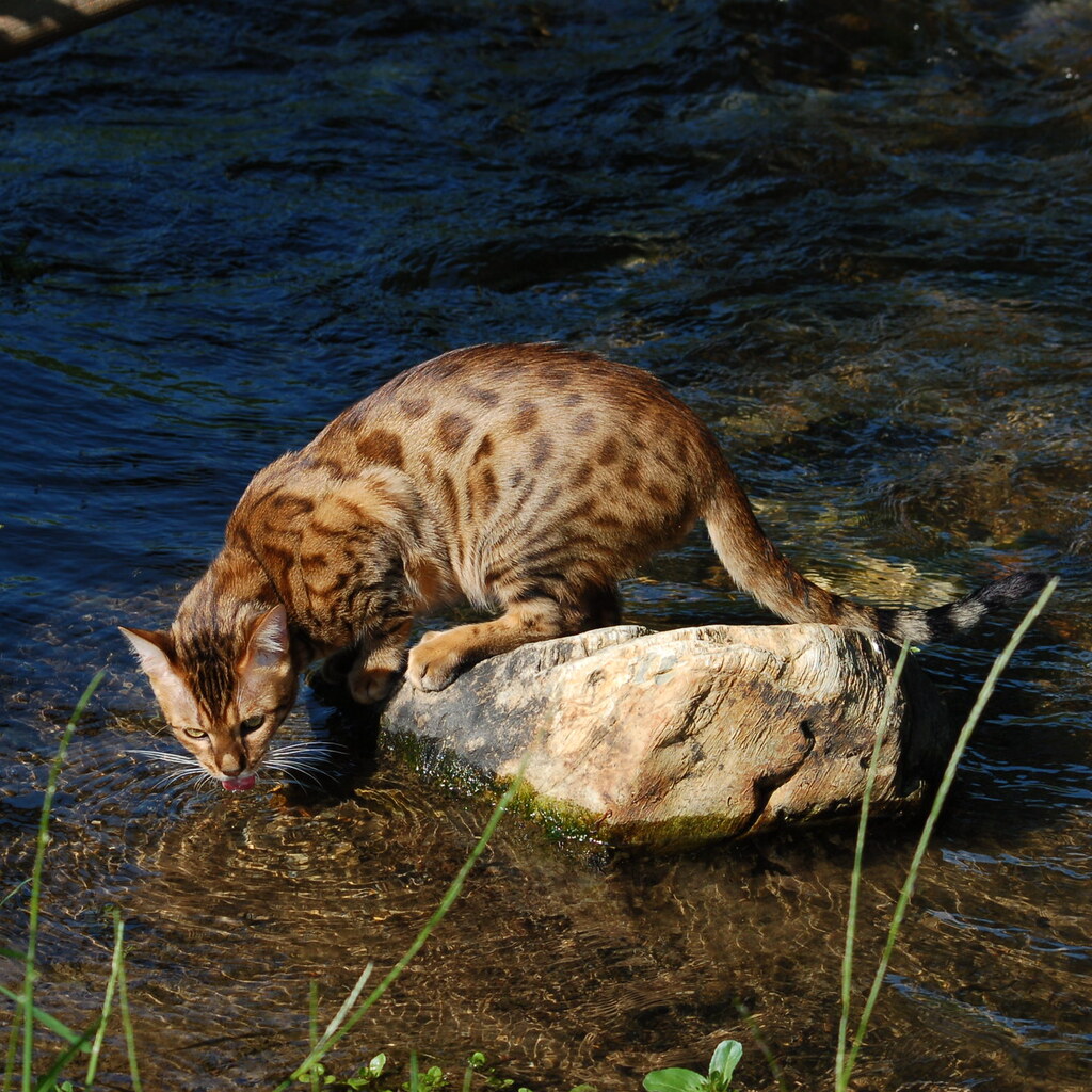 Photo of a bengal cat