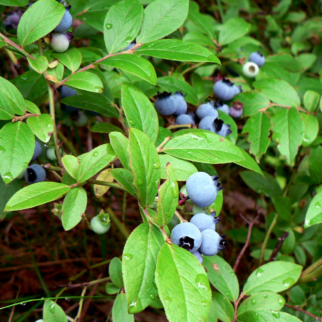 Photo of blueberries