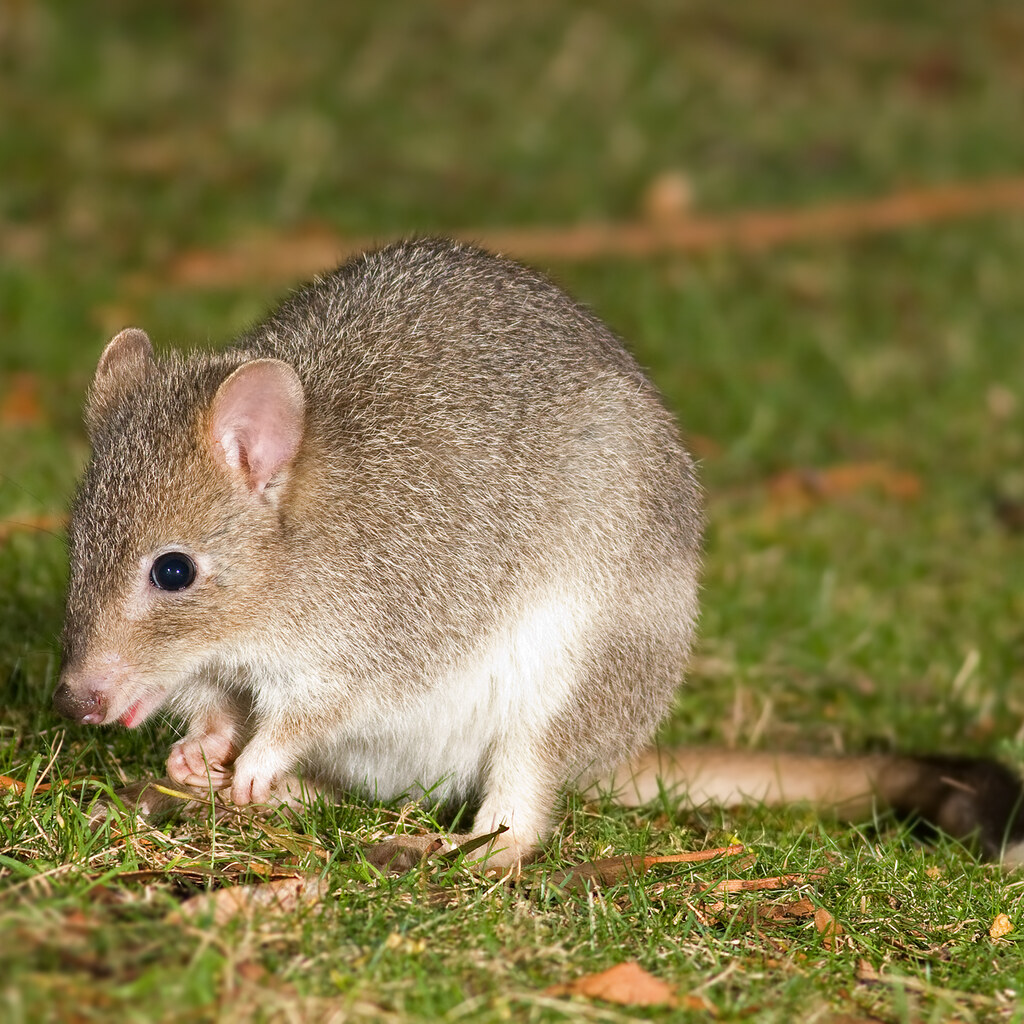 Photo of a bettong