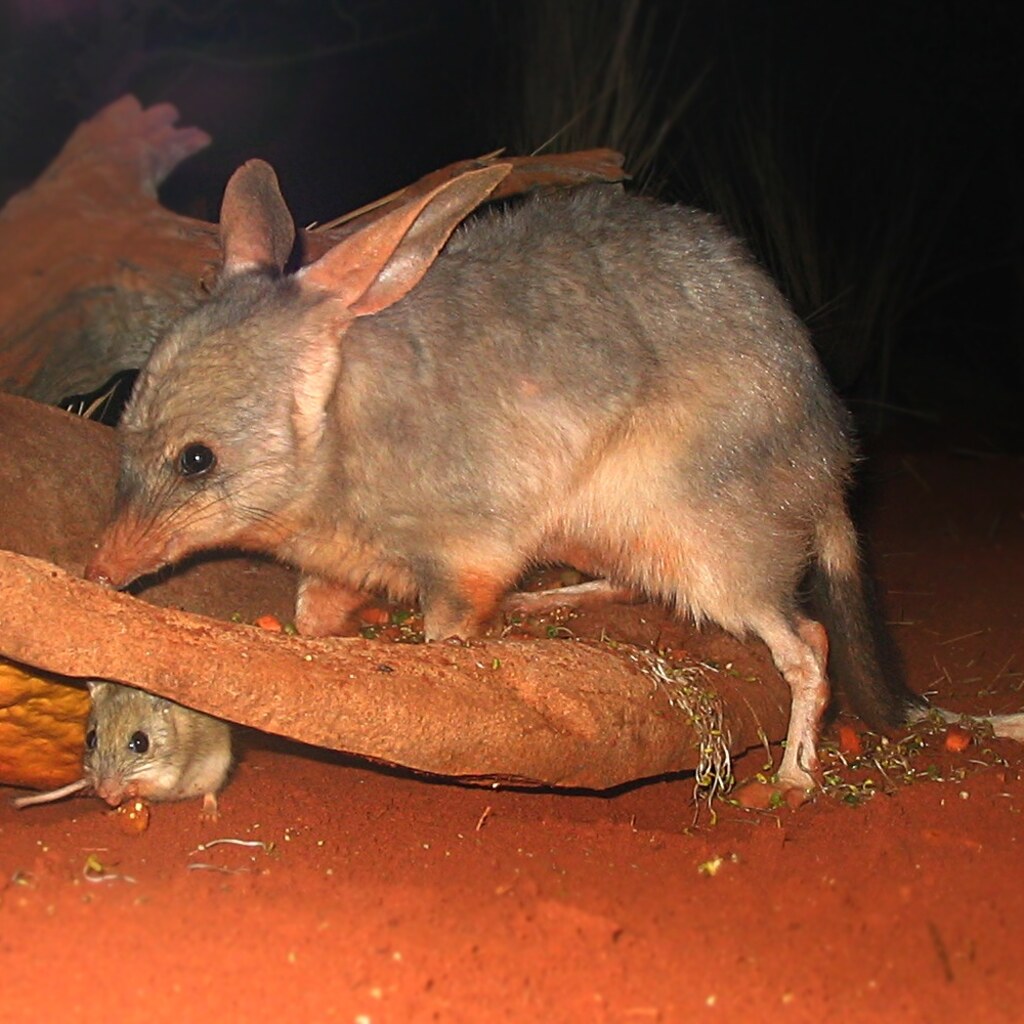 Photo of a bilby