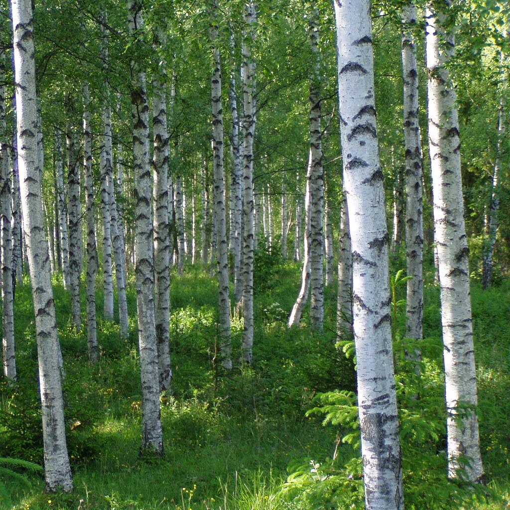 Photo of a birch trees