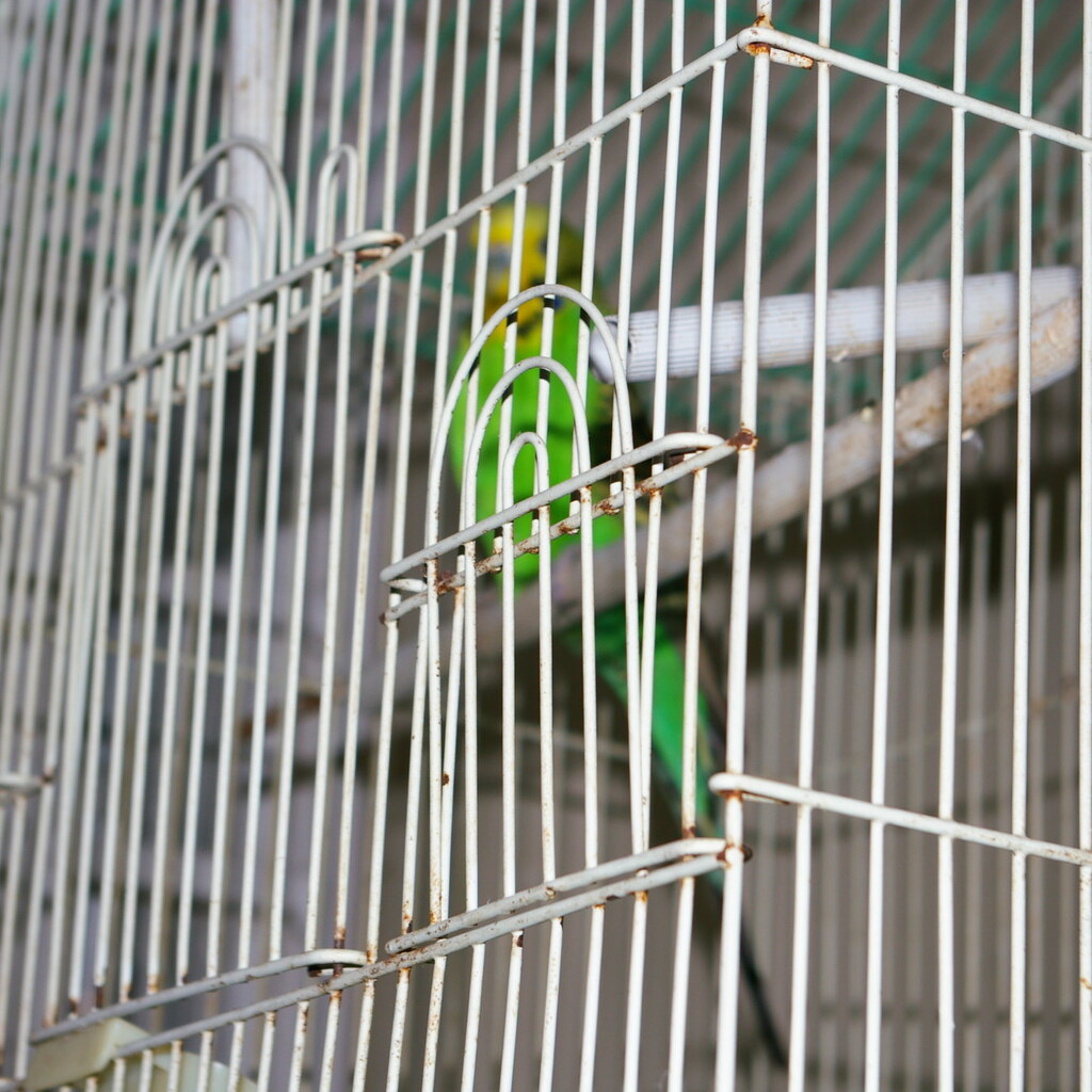 Photo of a bird in a cage