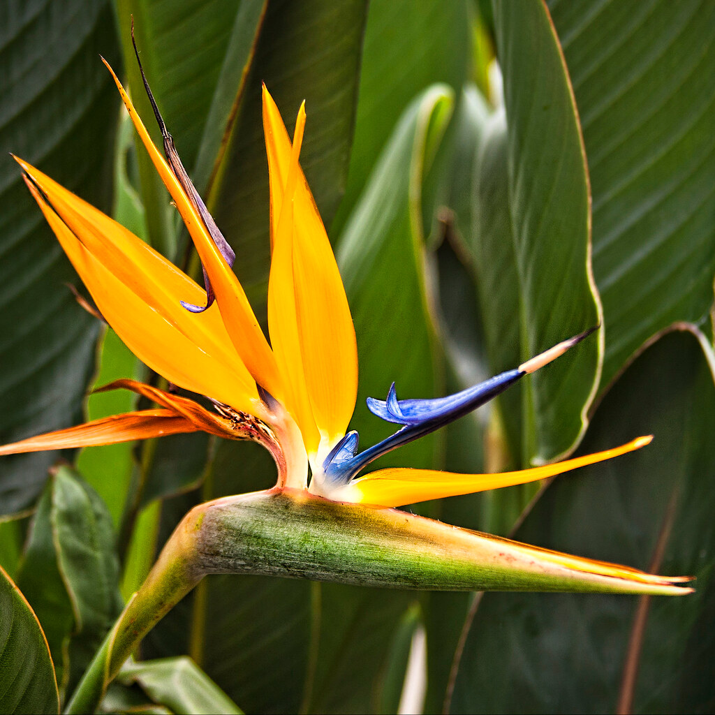 Photo of a bird of paradise plant