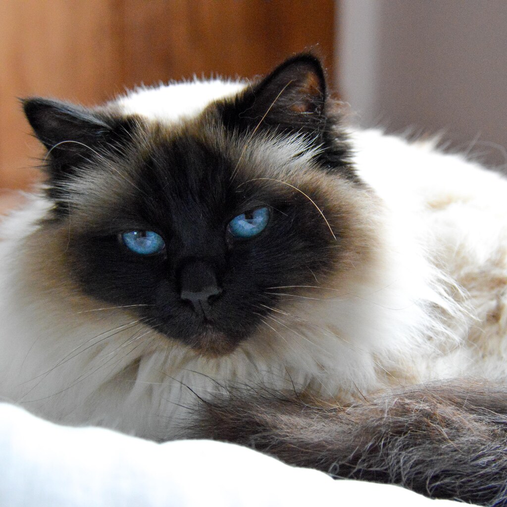 Photo of a birman cat