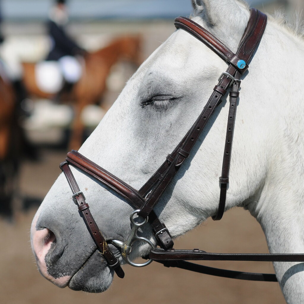 Photo of a horses bit