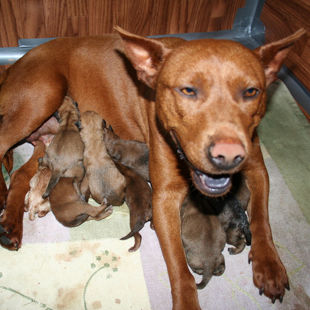 Photo of a female dog with puppies