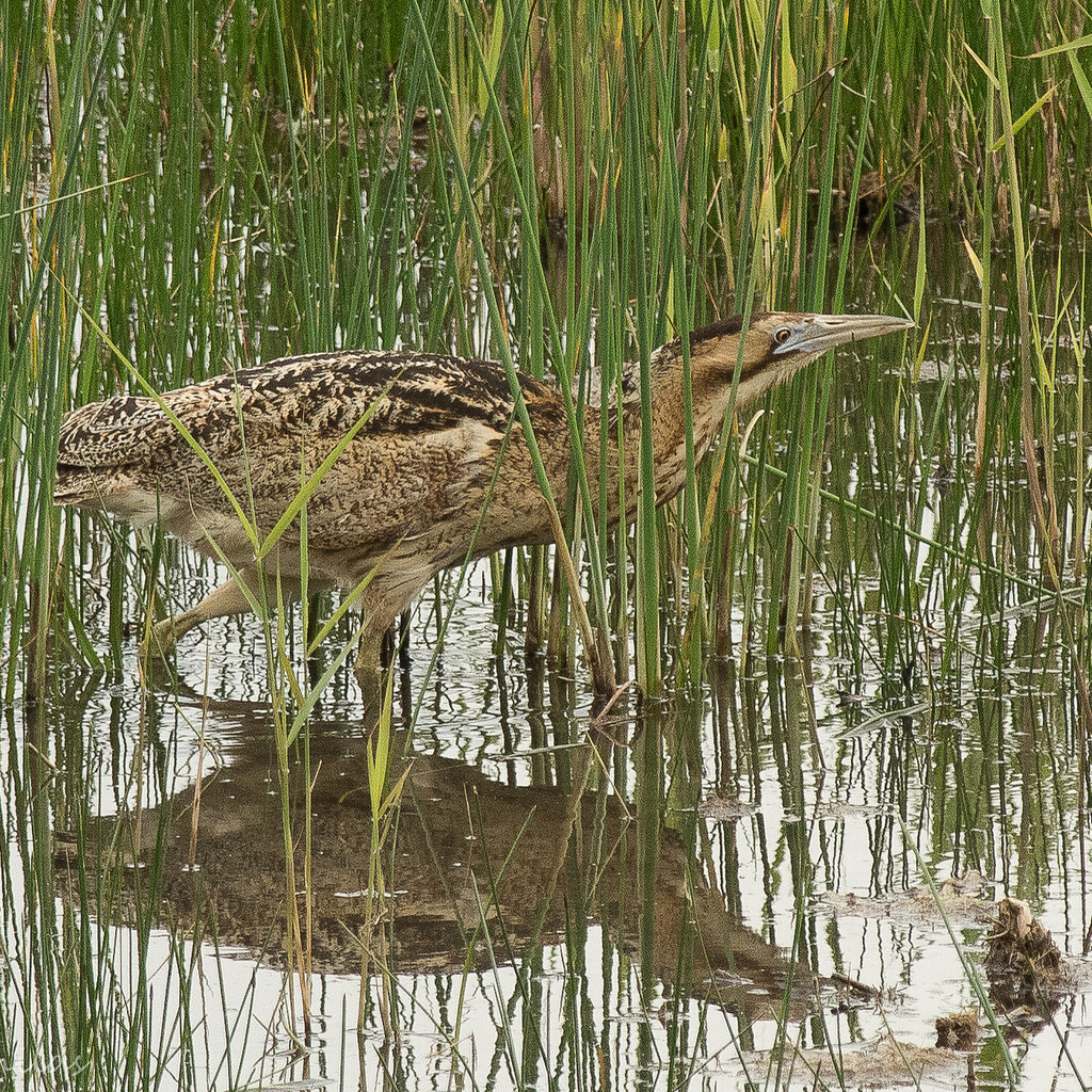 Photo of a bittern