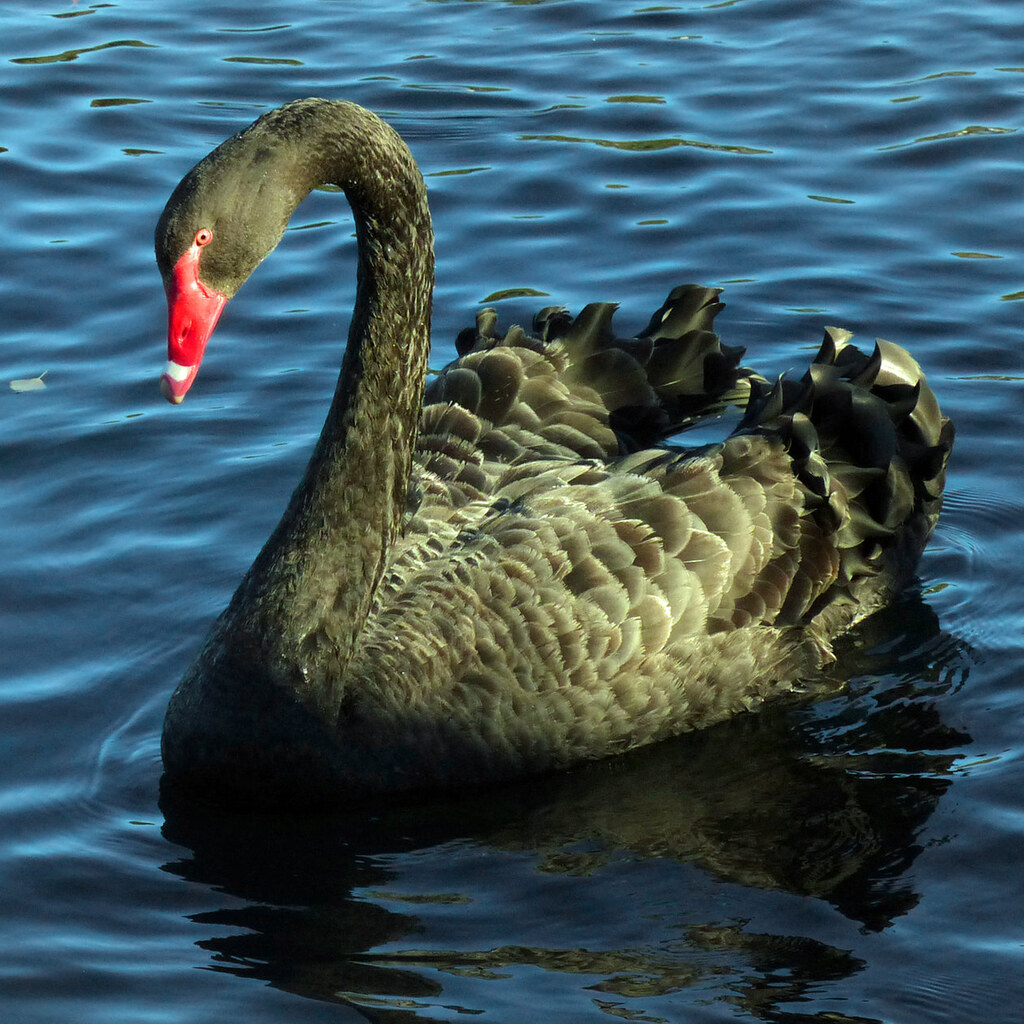 Photo of a black swan