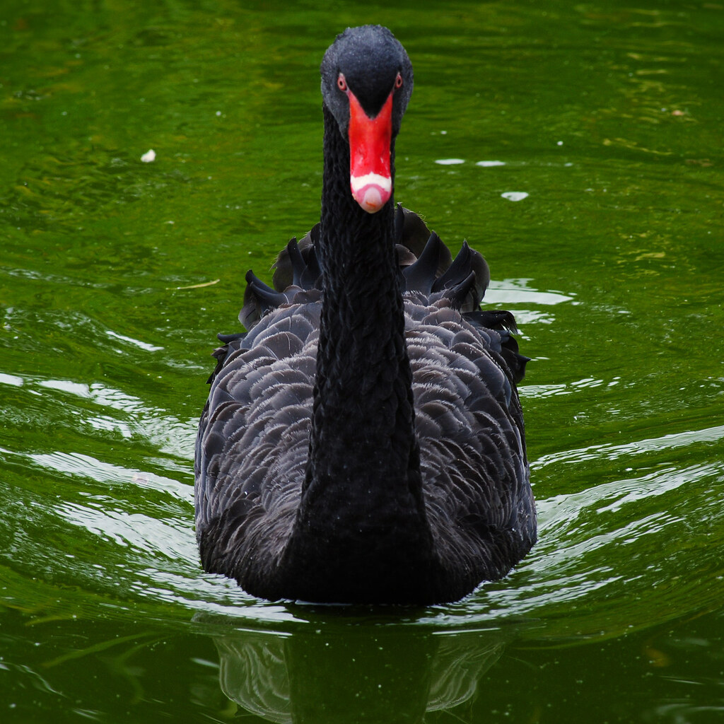 Photo of a black swan.