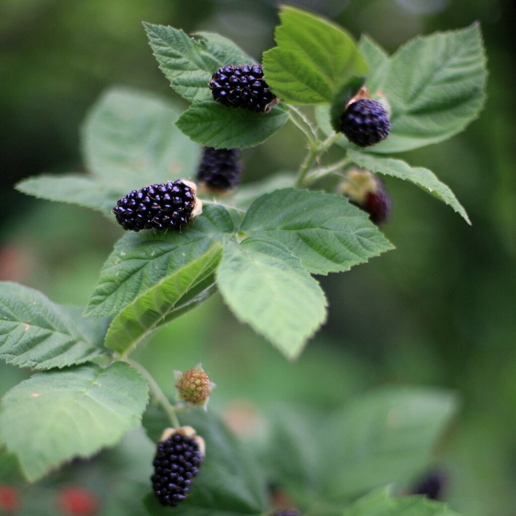 Photo of blackberries