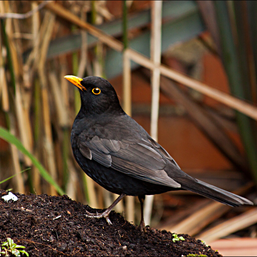 Photo of a blackbird