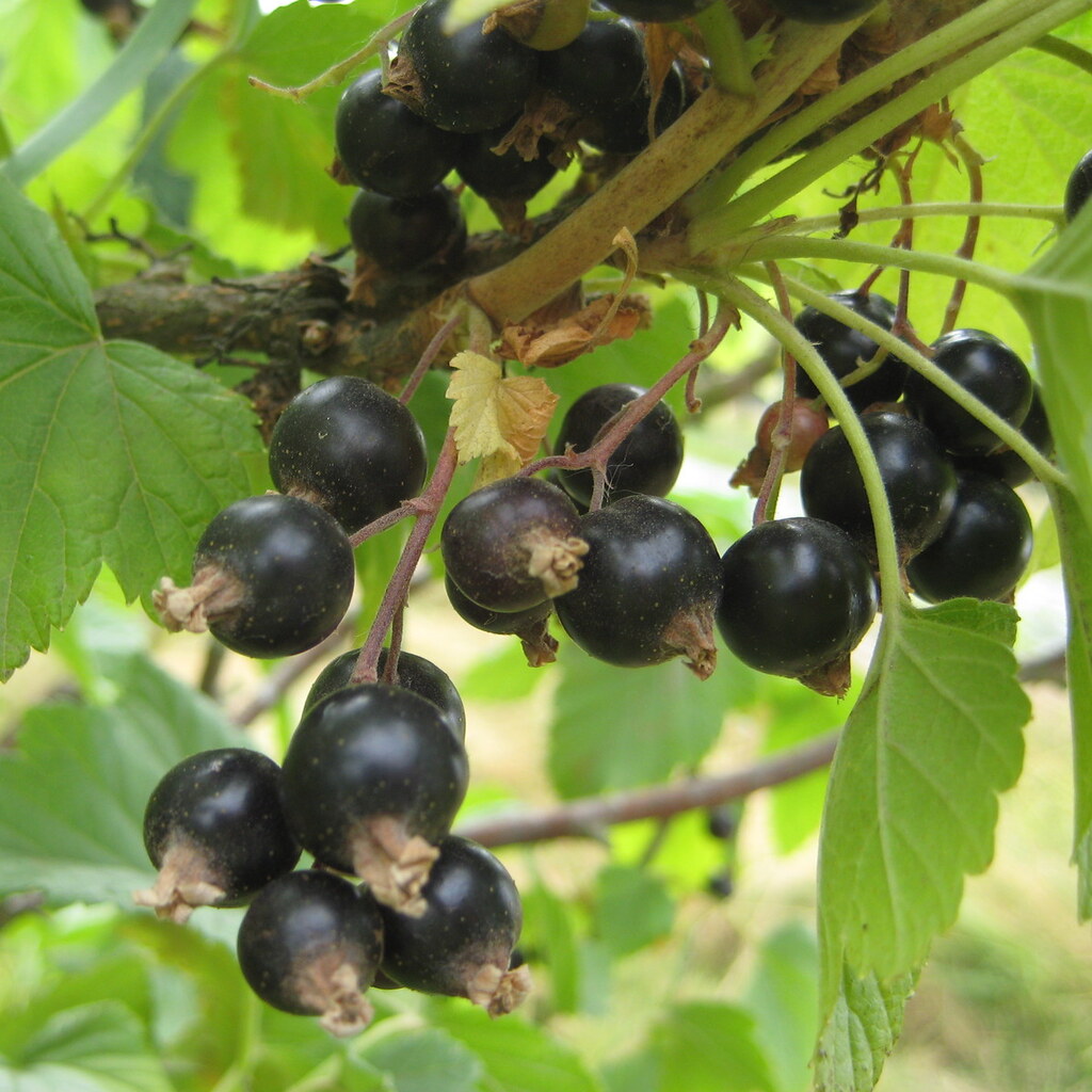 Photo of blackcurrants