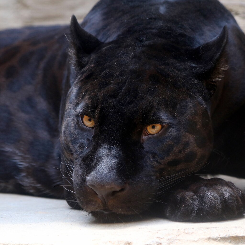 Photo of a black panther.