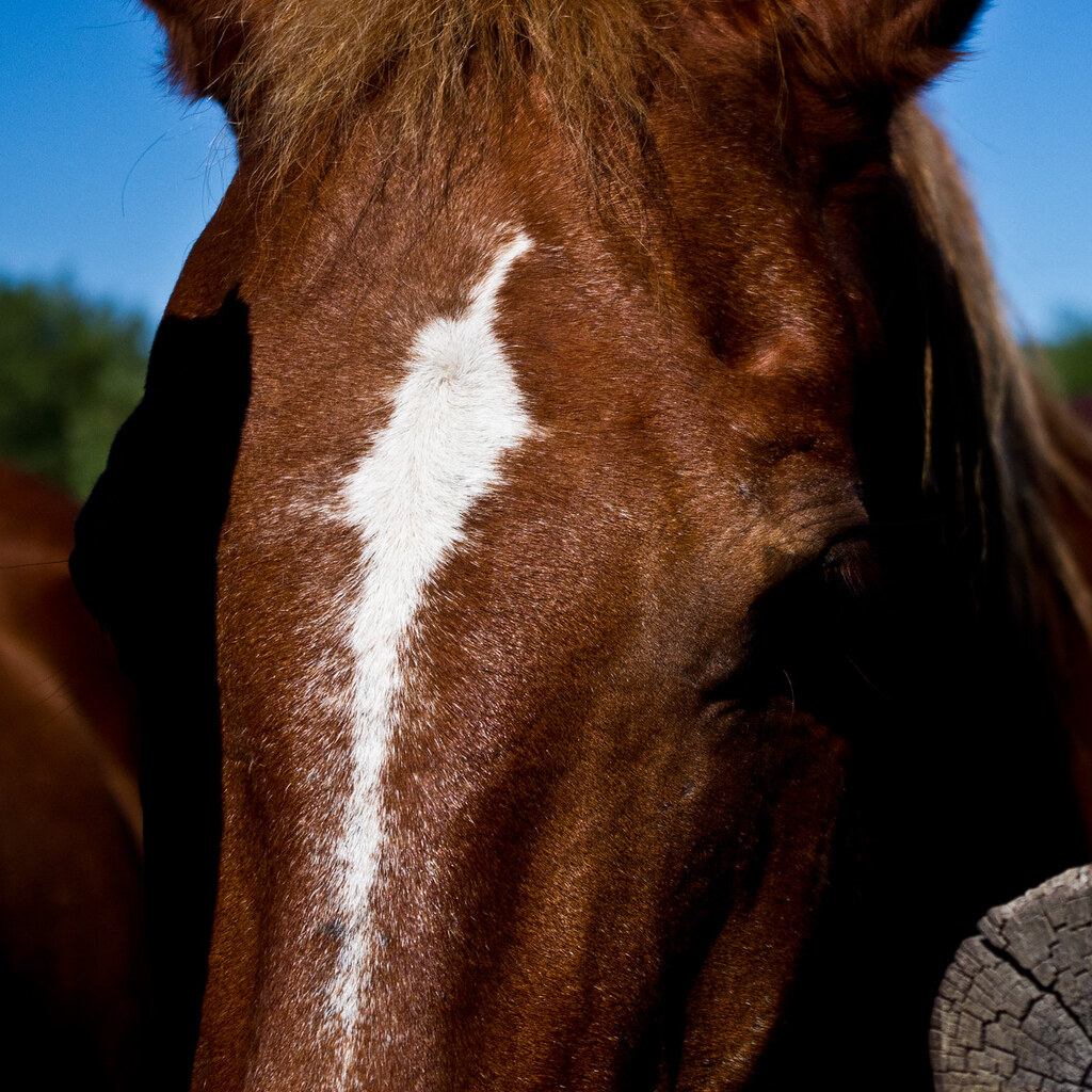 Photo of a horse with a blaze