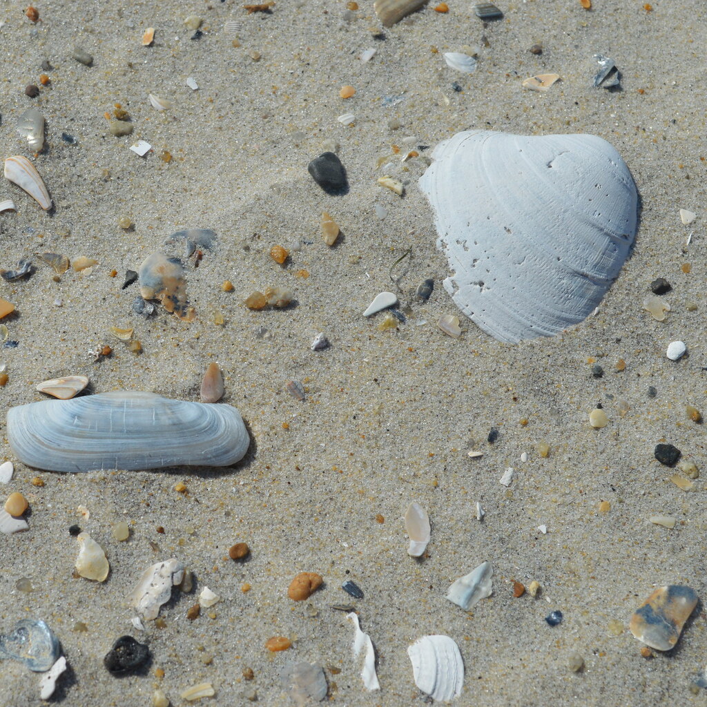 Photo of bleached shells