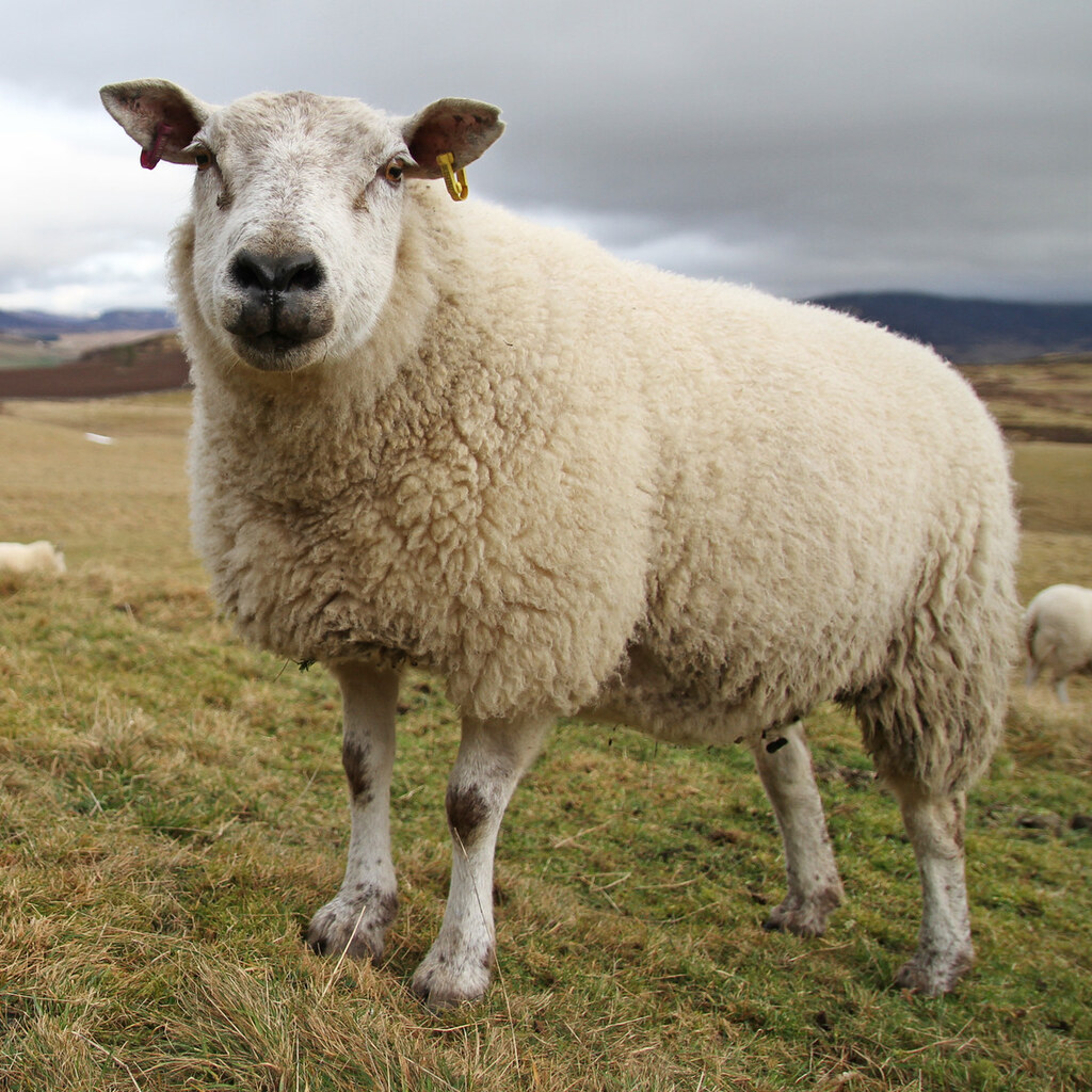 Photo of sheep bleating