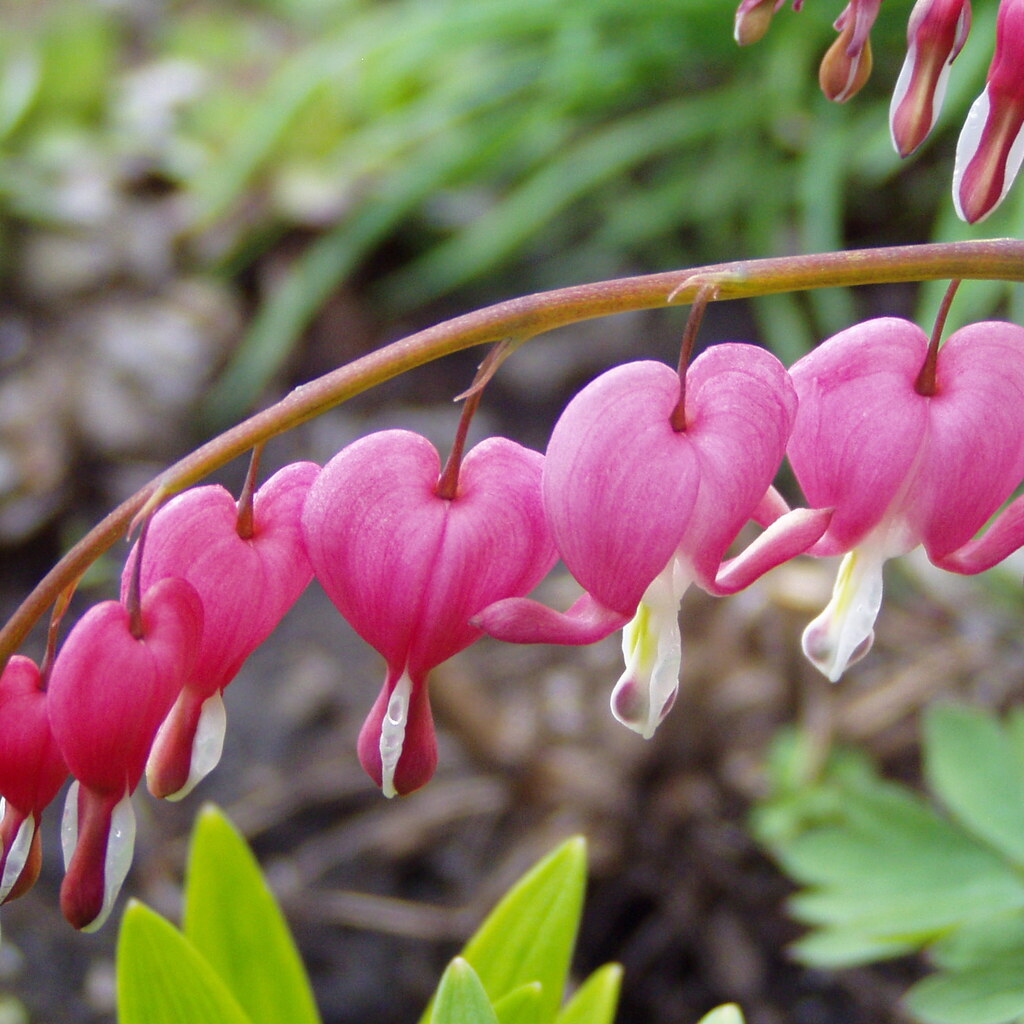 Photo of bleeding hearts flowers