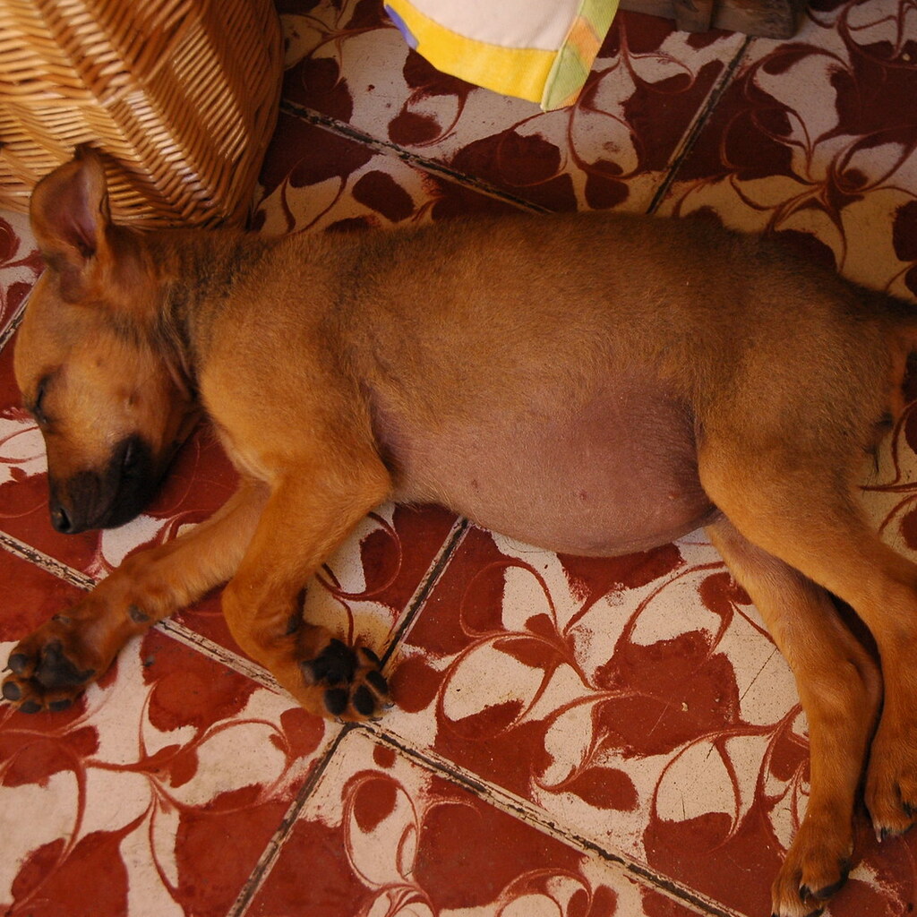 Bloated puppy.