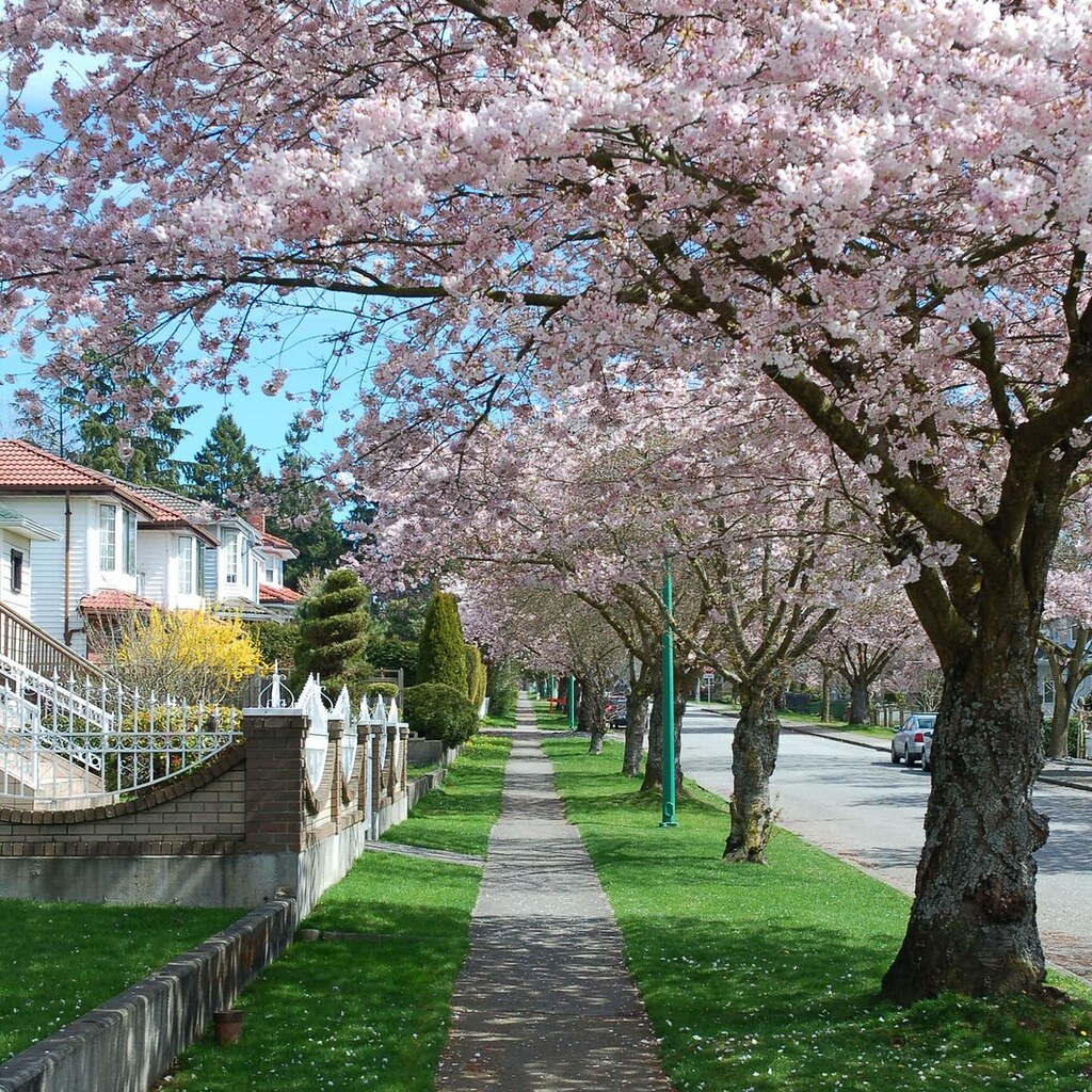 Photo of trees in full bloom