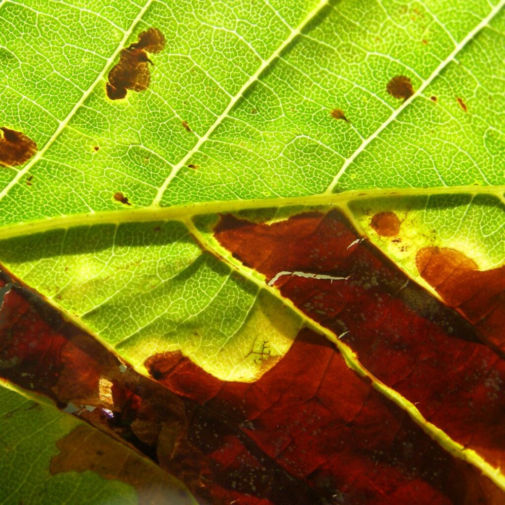 Photo of a blotchy leaf