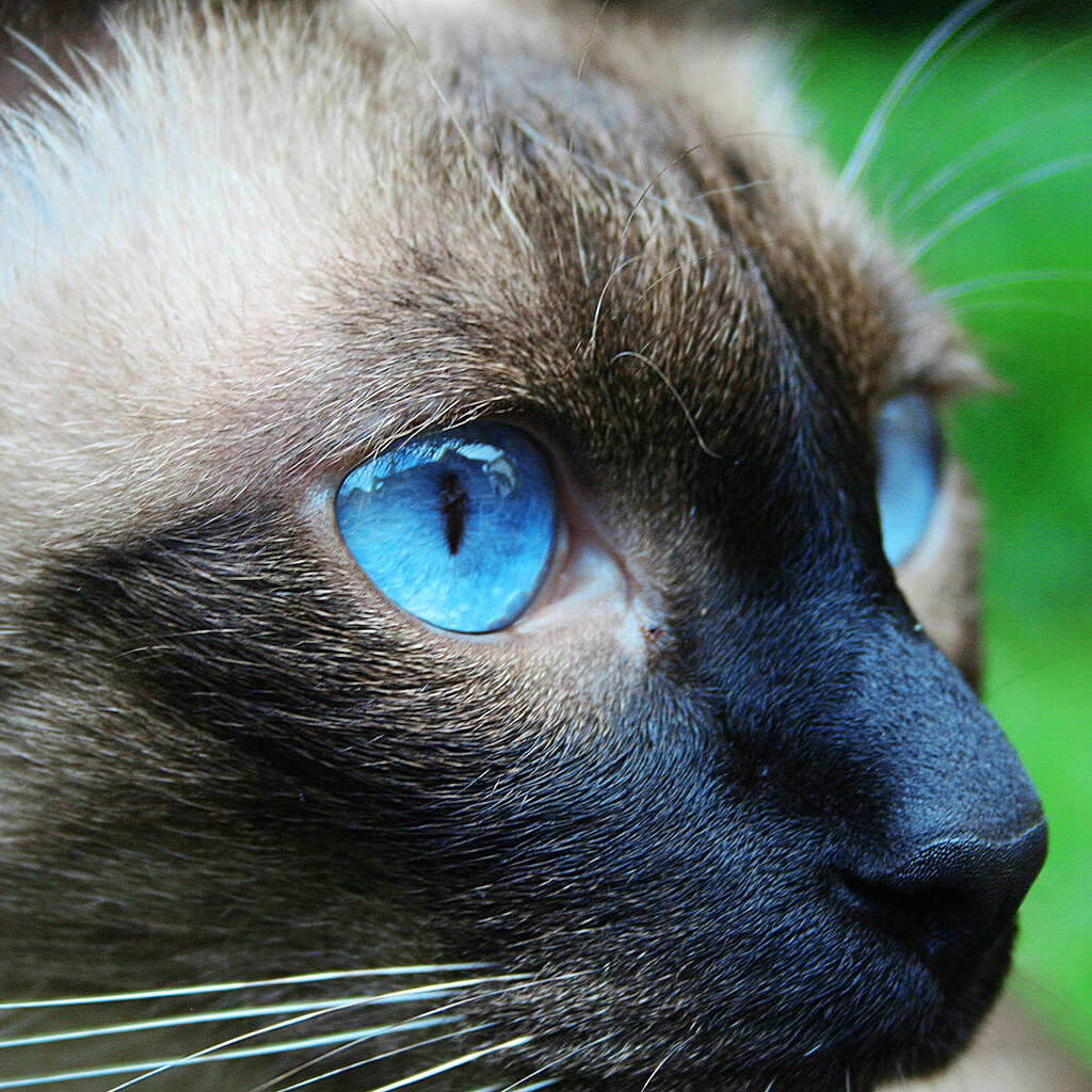 Photo of a cat with blue eyes