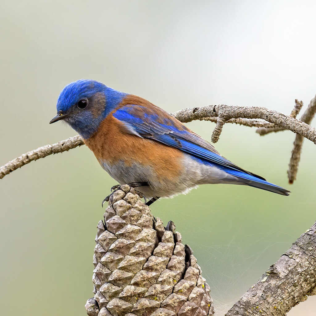 Photo of a bluebird