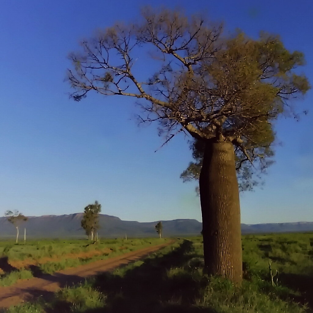 Photo of boab trees