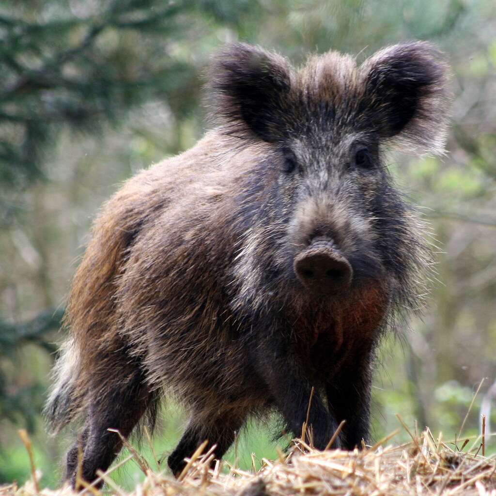 Photo of a wild boar