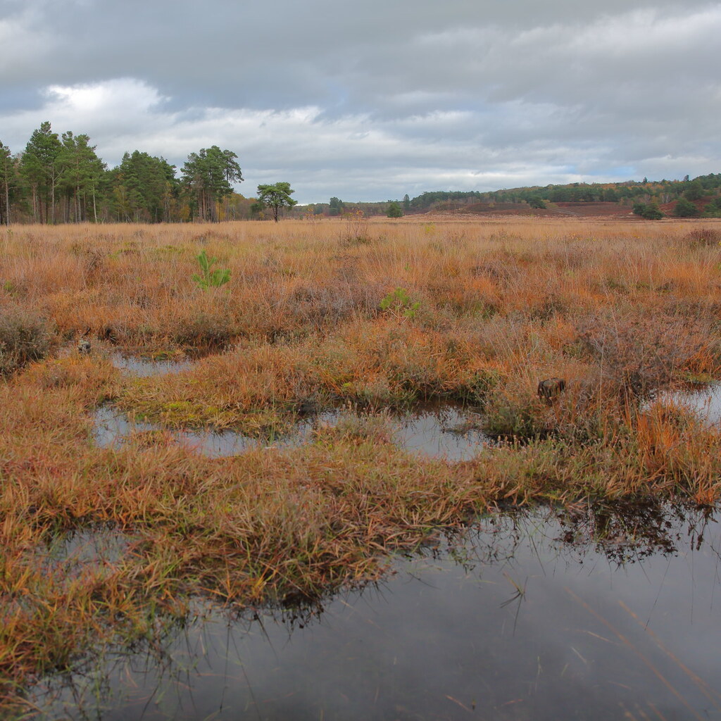 Photo of a bog