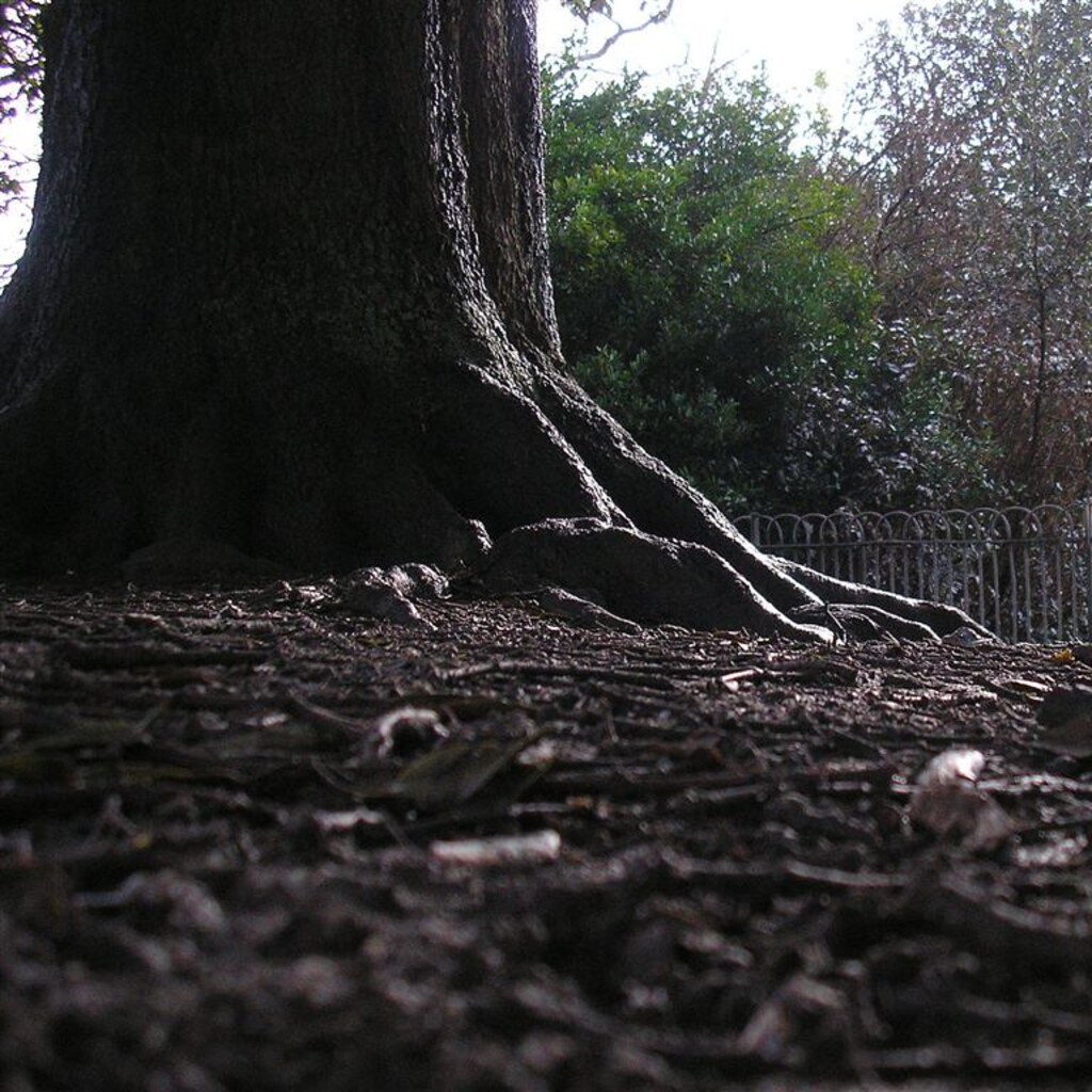 Photo of a tree bole