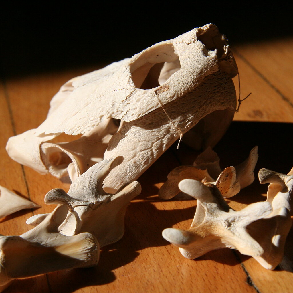 Photo of some turtle bones.