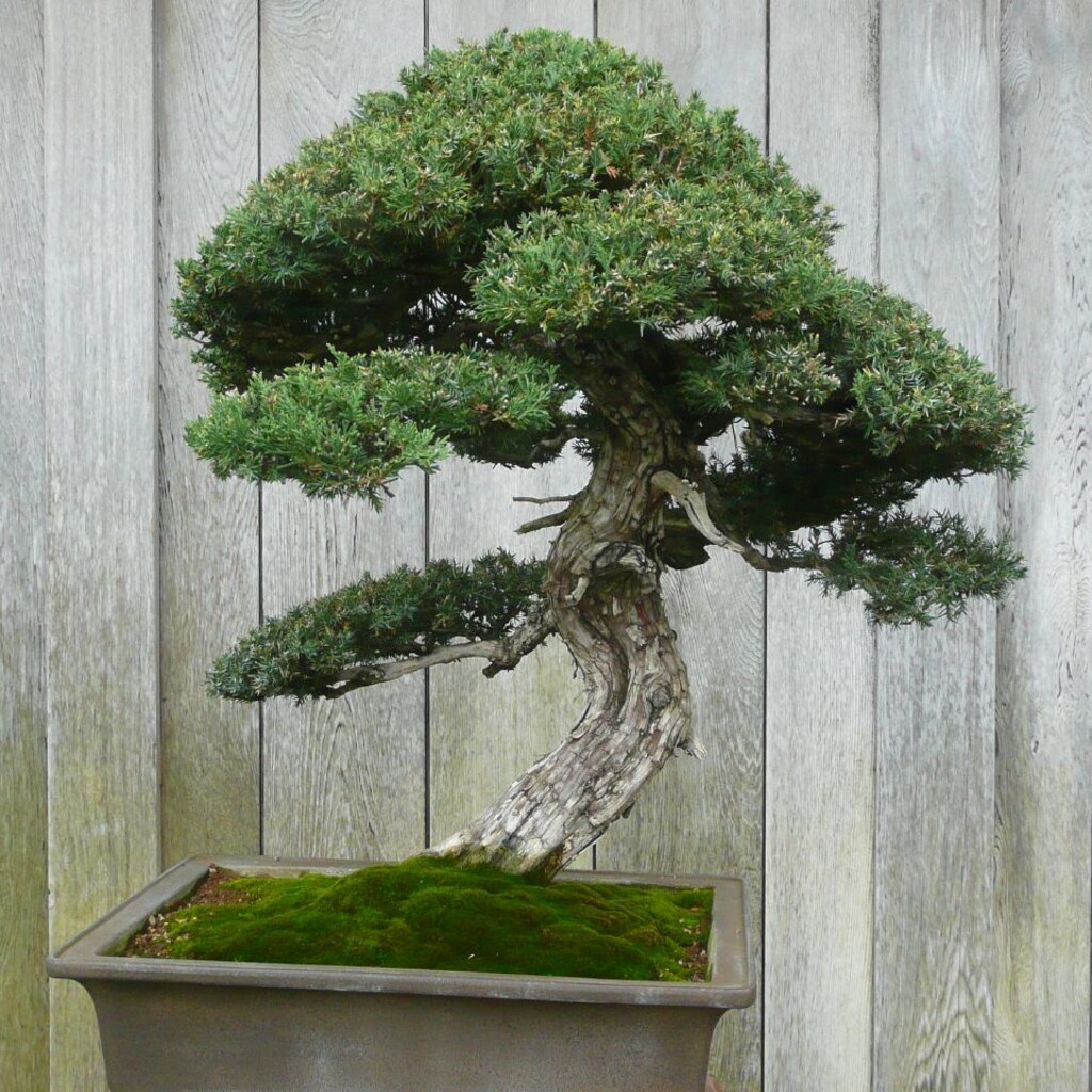 Photo of a bonsai tree