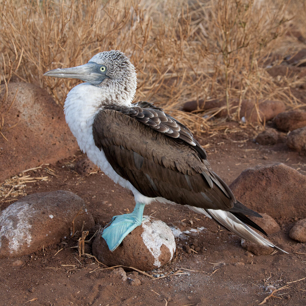 Photo of a blue footed booby