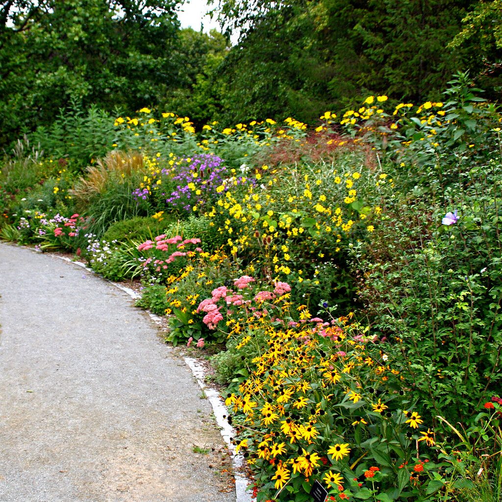 Photo of a garden border