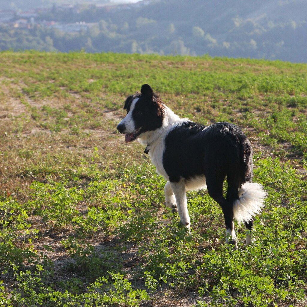 Photo of a border collie.