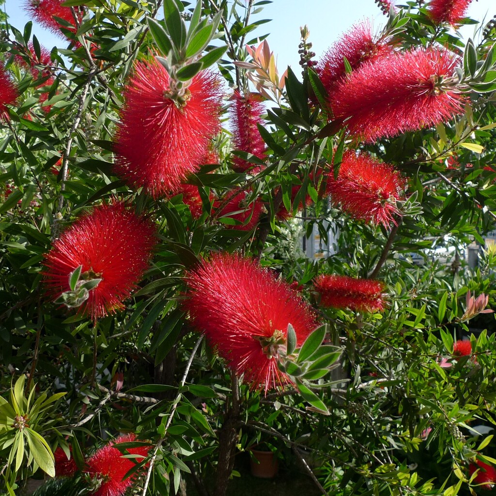 Photo of bottlebrush flowers