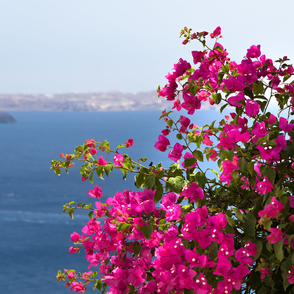 Photo of bougainvilleas