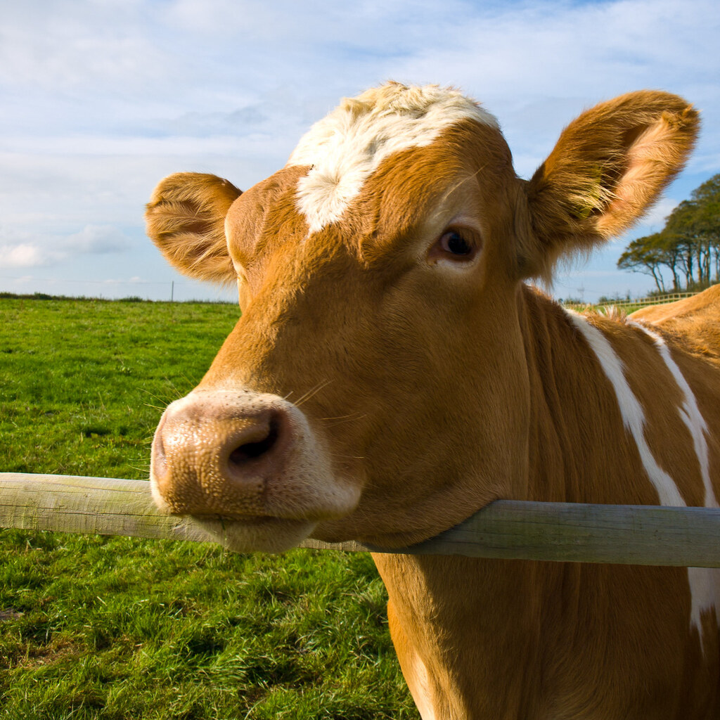 Photo of a cow