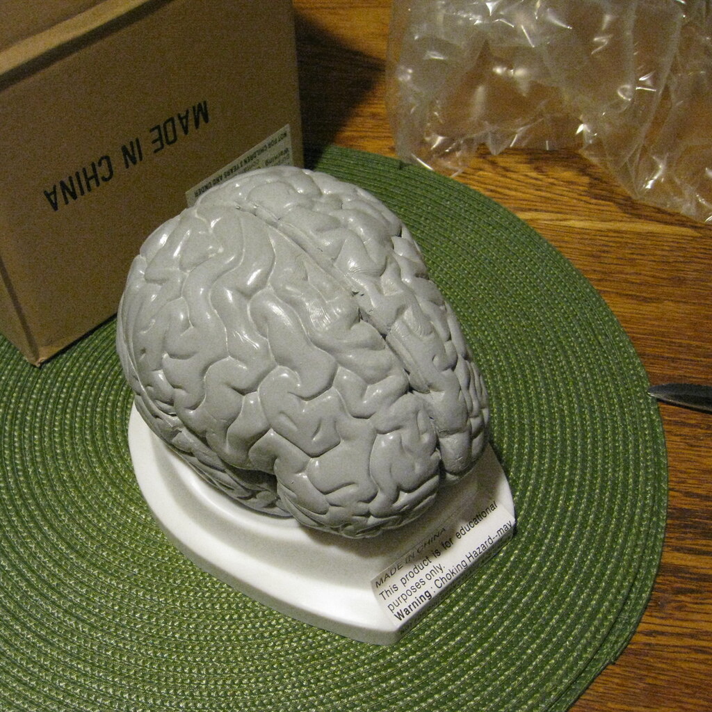 Photo of a model brain