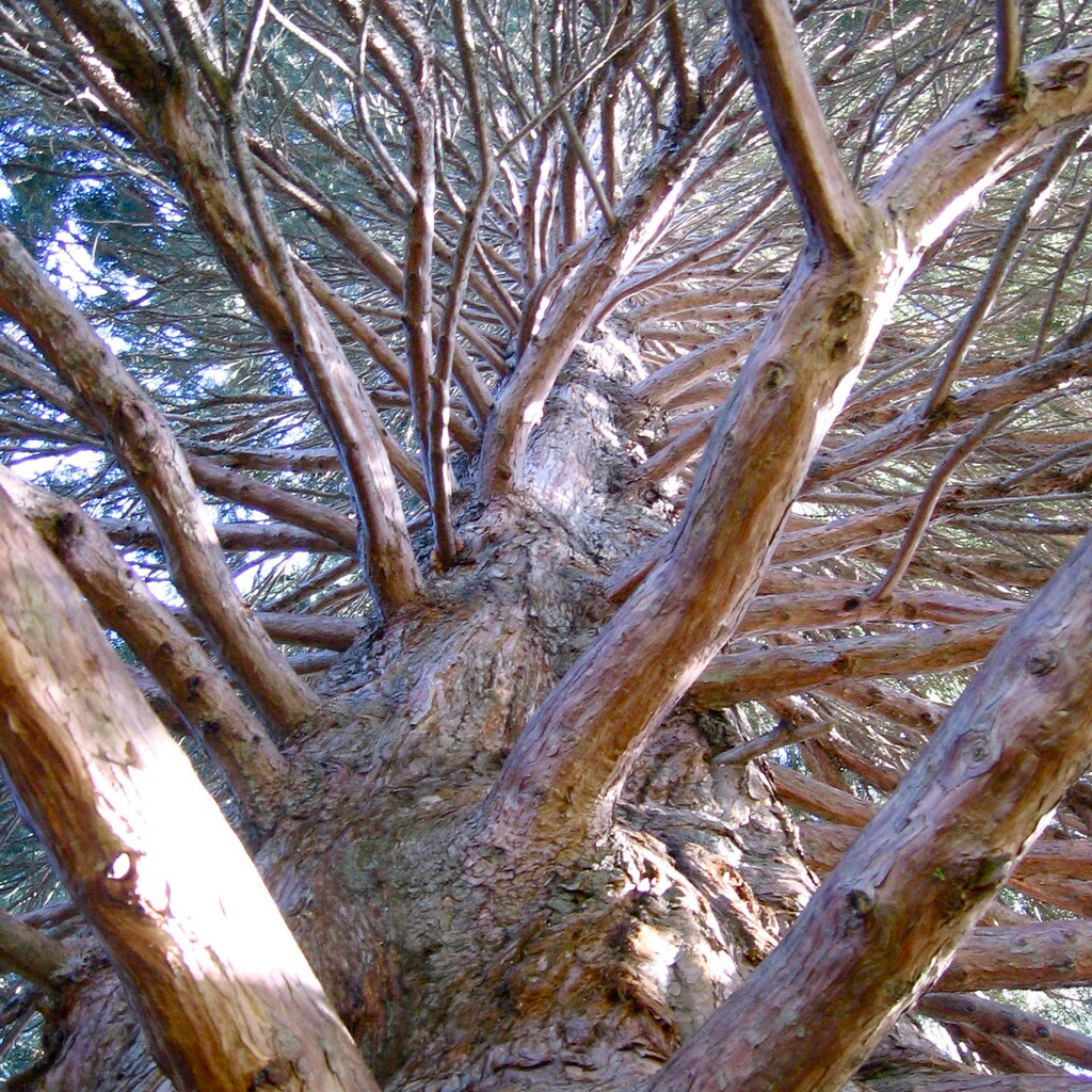 Photo of tree branches