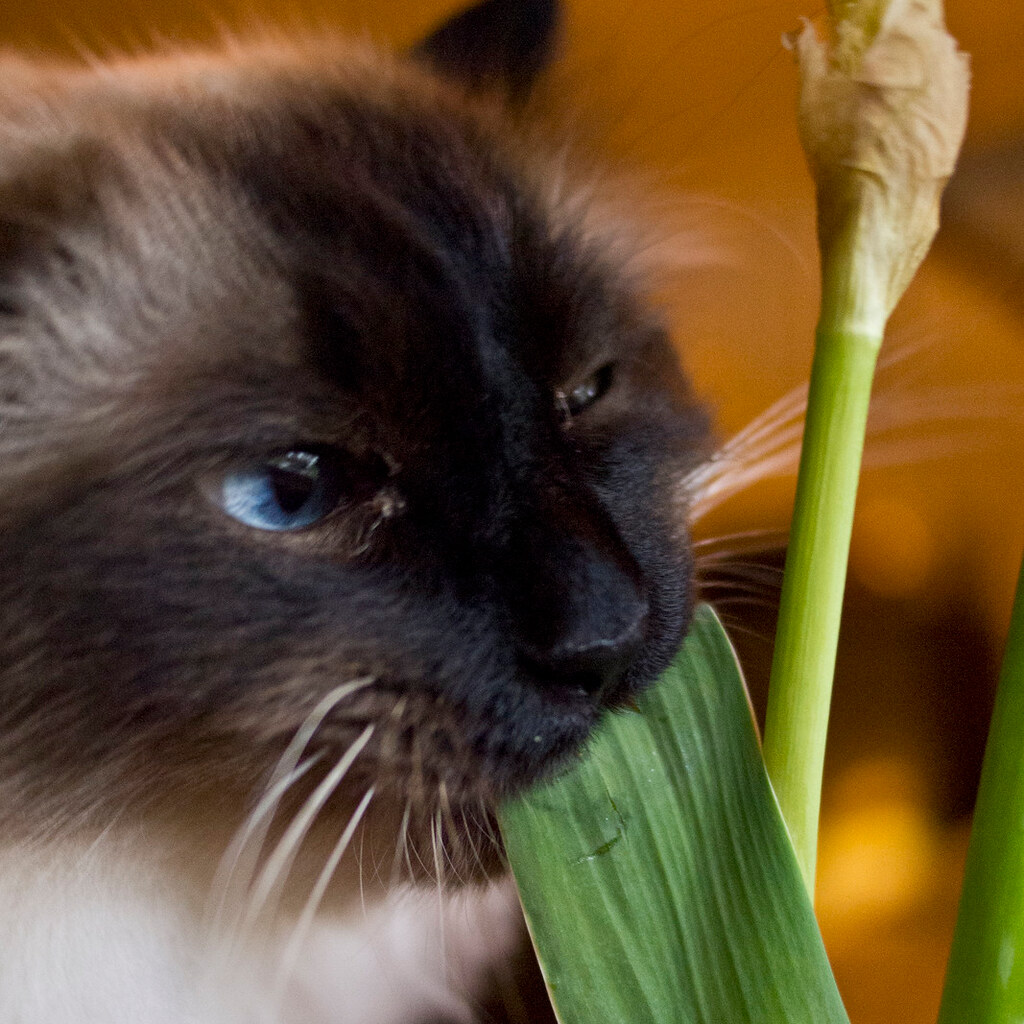 A cat being bratty